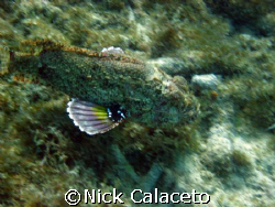 Scorpion Fish on the move
SD600 by Nick Calaceto 